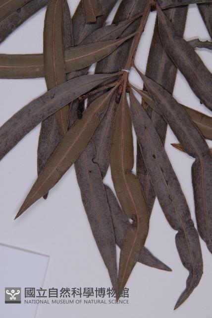 桃實百日青藏品圖，第4張