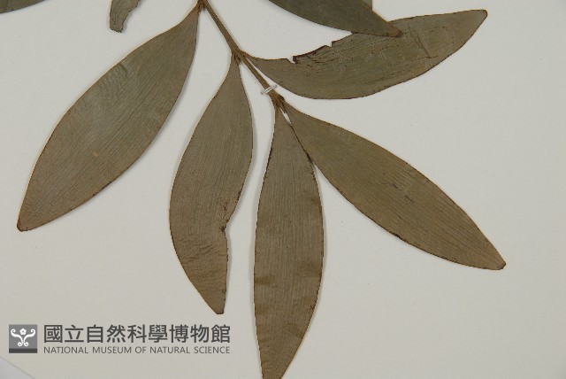 竹柏藏品圖，第3張