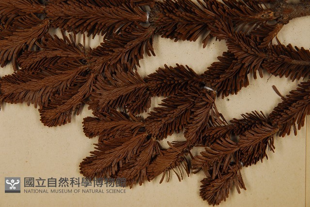 臺灣冷杉藏品圖，第4張