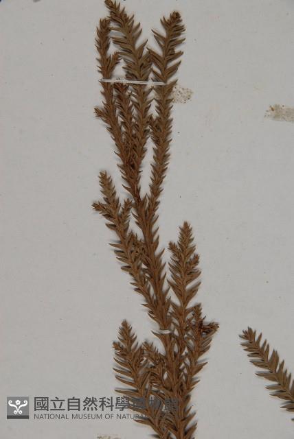 柳杉藏品圖，第4張