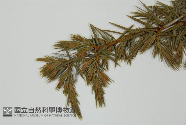 Formosan juniper Collection Image, Figure 4, Total 5 Figures