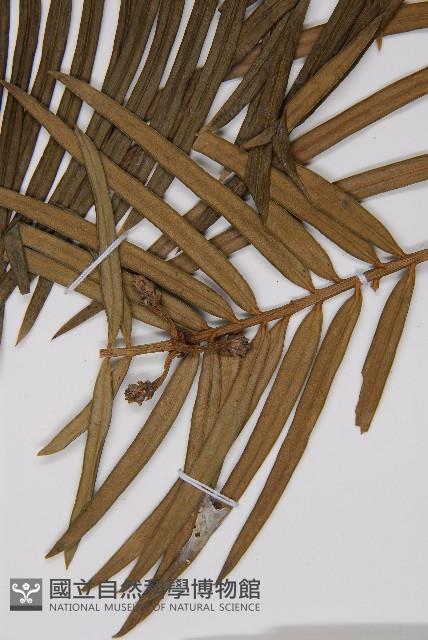 三尖杉藏品圖，第4張