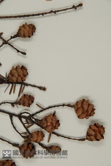 臺灣鐵杉藏品圖，第4張