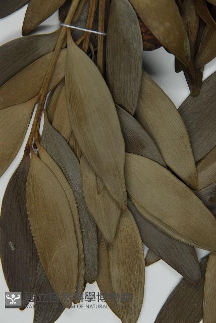 貝殼杉藏品圖，第4張