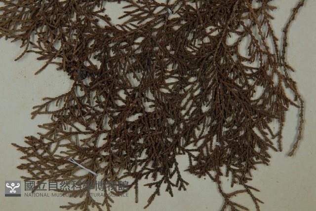 側柏藏品圖，第4張