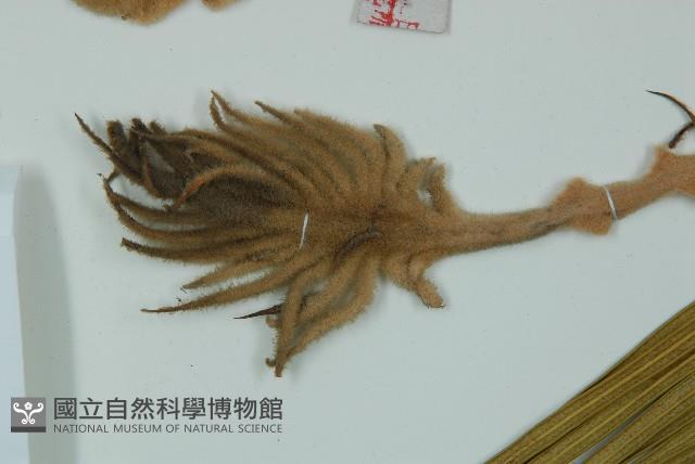 蘇鐵、鐵樹藏品圖，第4張