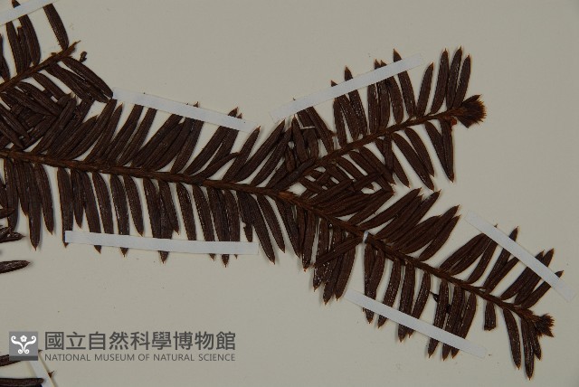 白豆杉藏品圖，第4張