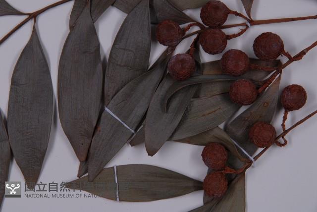 竹柏藏品圖，第3張