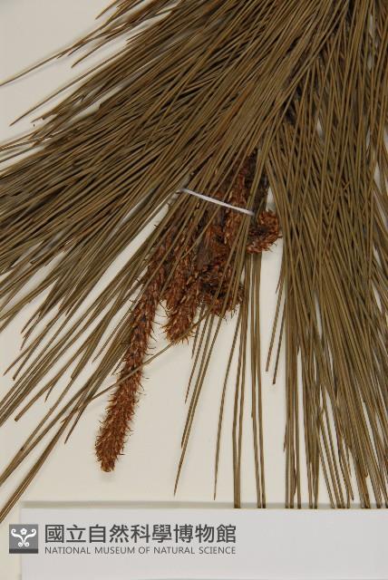 馬尾松藏品圖，第4張