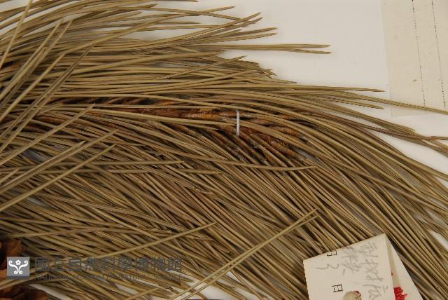 油松藏品圖，第4張