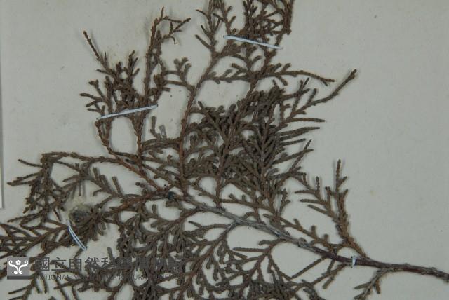 側柏藏品圖，第4張