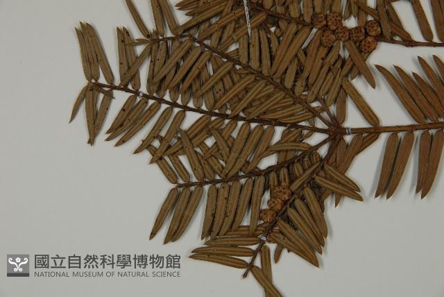香榧藏品圖，第4張