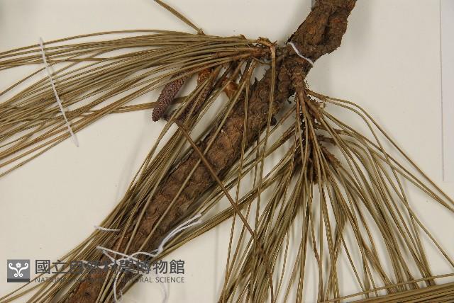 登錄號:G000972藏品圖，第4張