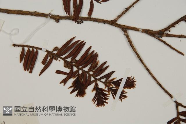 南方紅豆杉藏品圖，第4張