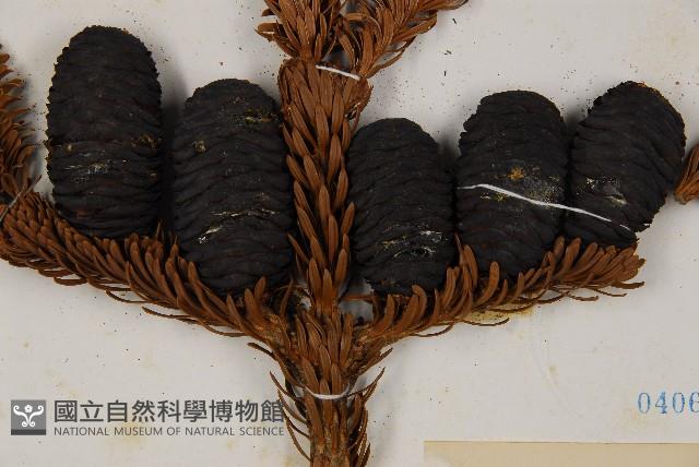 臺灣冷杉藏品圖，第4張