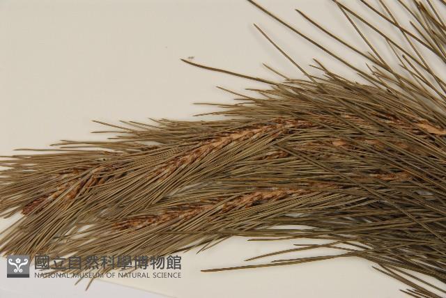 馬尾松藏品圖，第4張