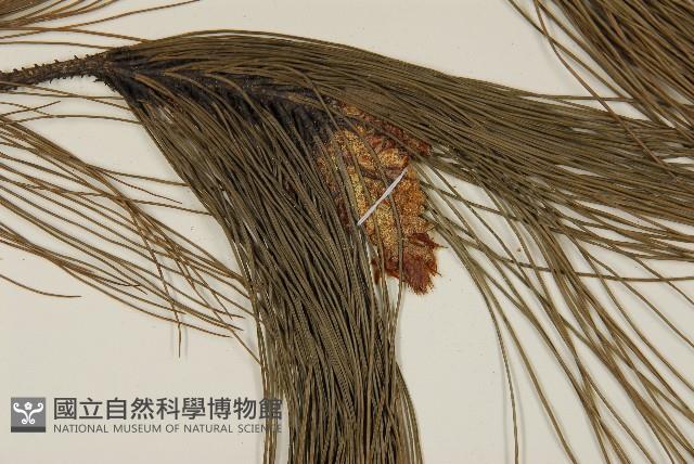 馬尾松藏品圖，第4張