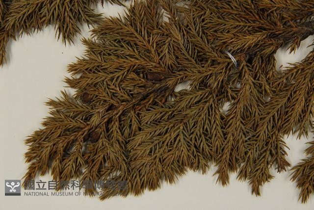 香青藏品圖，第4張