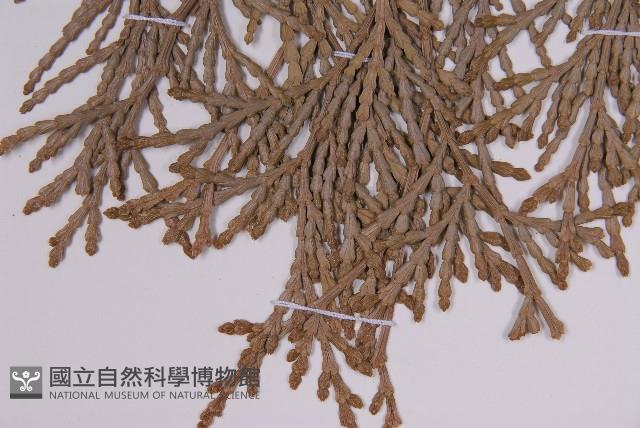 台灣肖楠藏品圖，第4張