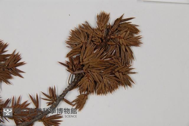 刺柏藏品圖，第4張