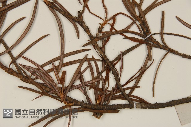 銀杉藏品圖，第4張