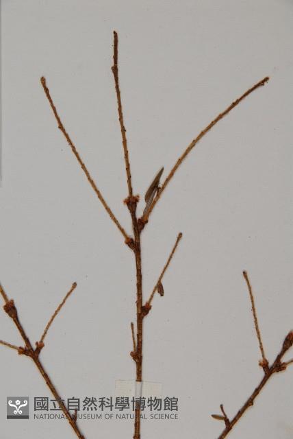 雲南鐵杉藏品圖，第4張