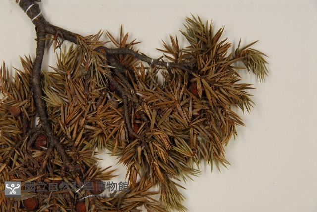 刺柏藏品圖，第4張