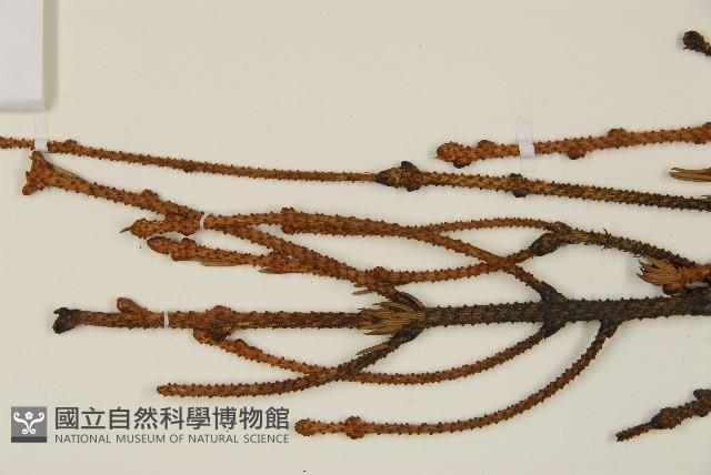 登錄號:G001012藏品圖，第4張