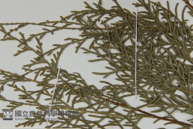 柏木、柏樹藏品圖，第4張