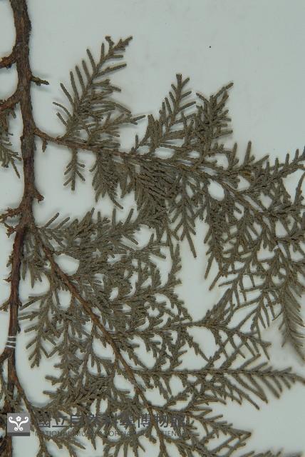 側柏藏品圖，第4張