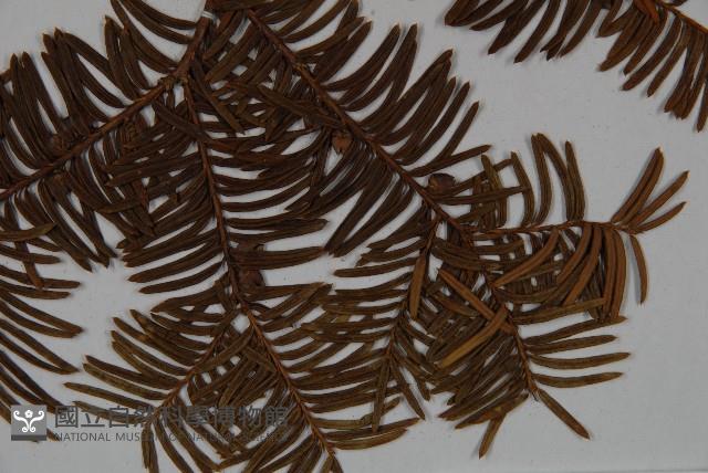 東北紅豆杉藏品圖，第4張