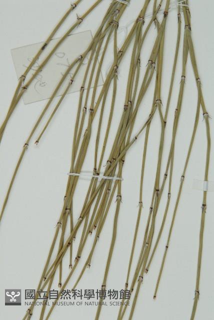 草麻黃藏品圖，第4張