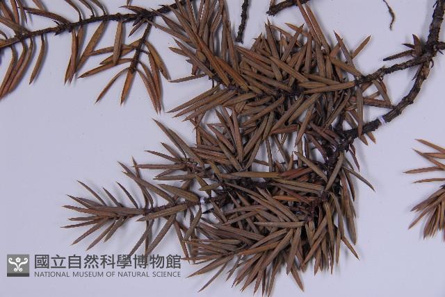 刺柏藏品圖，第4張