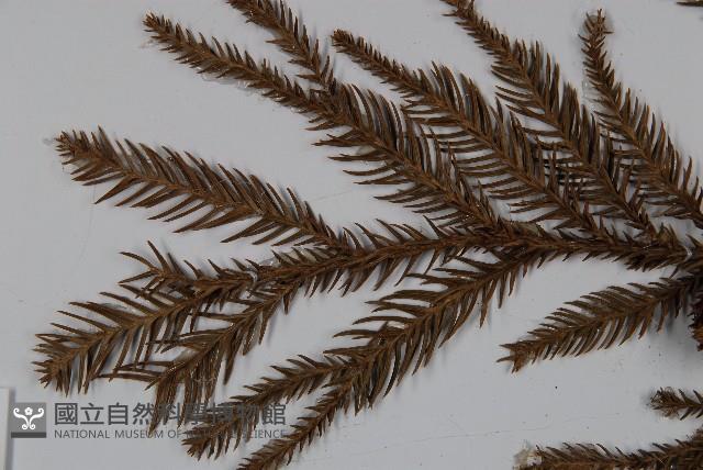 柳杉藏品圖，第4張