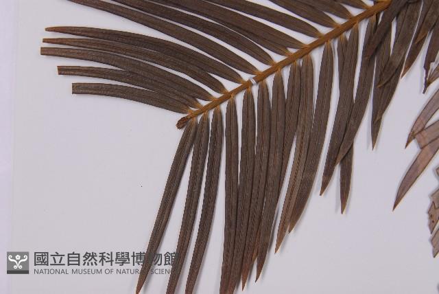 三尖杉藏品圖，第4張