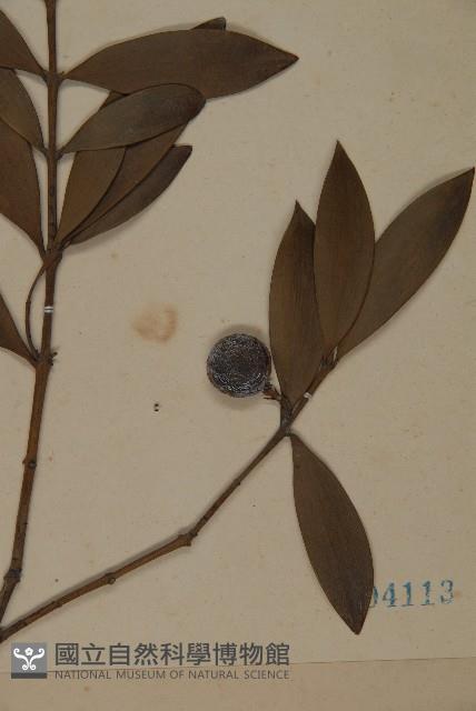 竹柏藏品圖，第3張