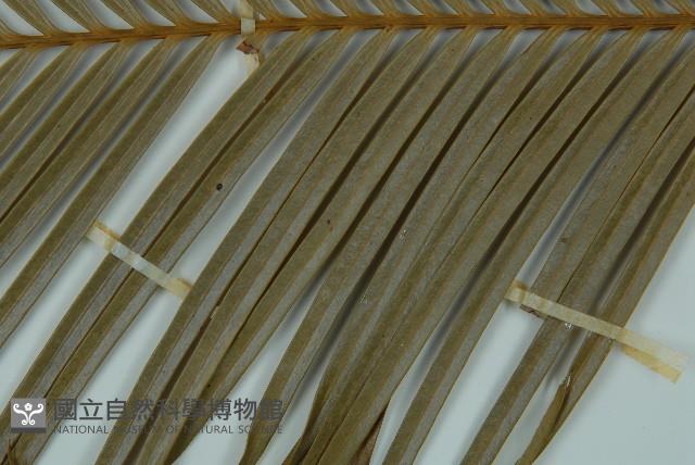 光果蘇鐵藏品圖，第4張