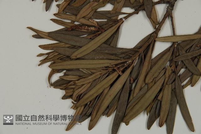 小葉羅漢松藏品圖，第4張