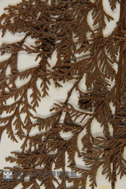 紅檜藏品圖，第4張