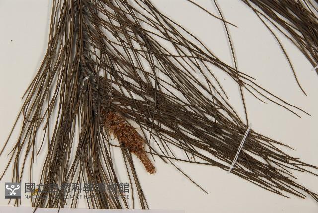 馬尾松藏品圖，第4張