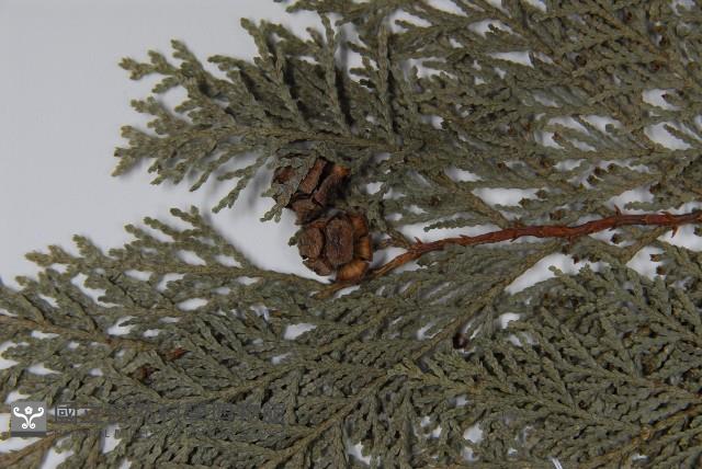 臺灣扁柏藏品圖，第4張