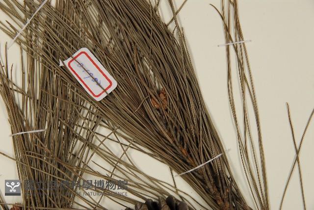 琉球松藏品圖，第4張