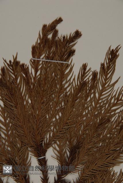 柳杉藏品圖，第4張