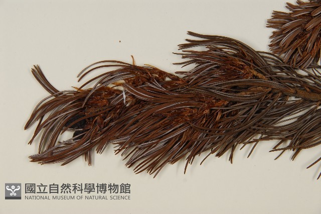 偃松藏品圖，第4張