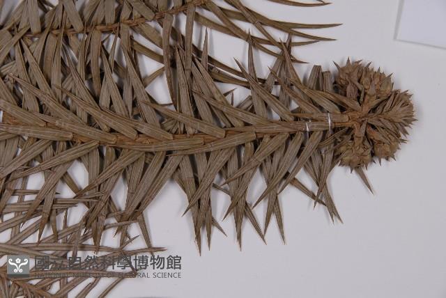 Chinese fir Collection Image, Figure 4, Total 5 Figures