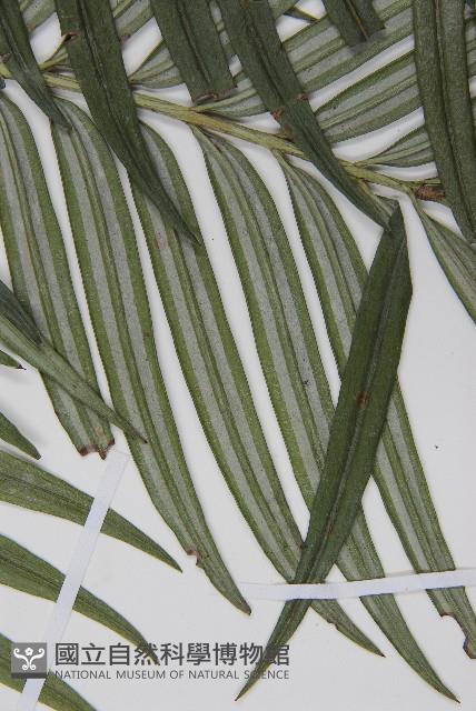 臺灣穗花杉藏品圖，第4張