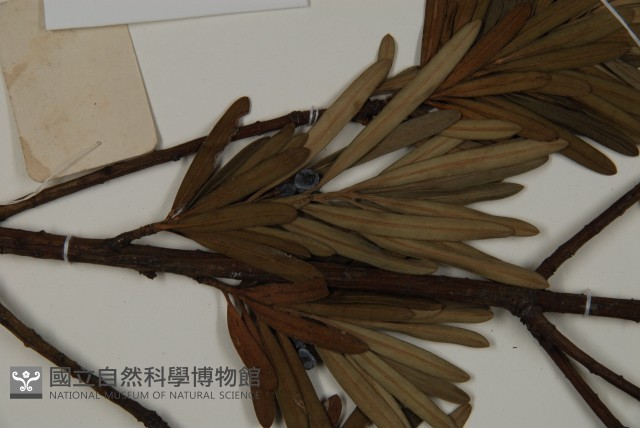 大葉羅漢松藏品圖，第4張