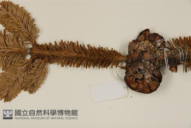 臺灣冷杉藏品圖，第3張