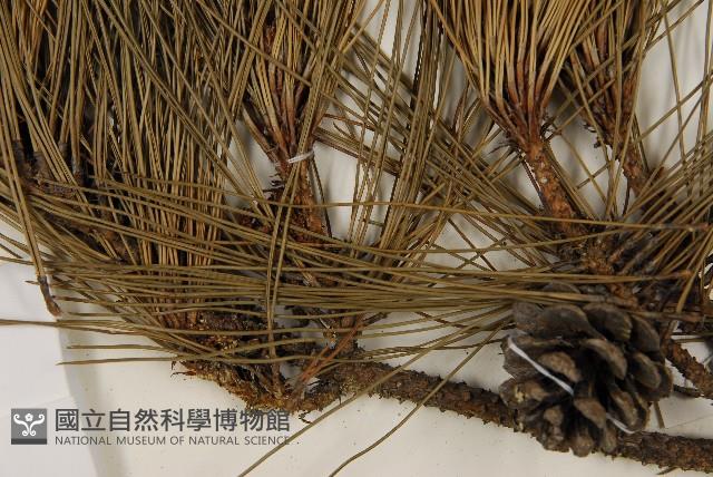臺灣二葉松藏品圖，第3張