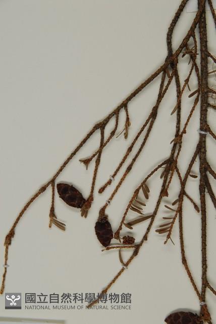 臺灣鐵杉藏品圖，第4張